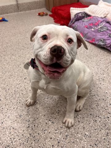 Stella - Pit Bull Terrier
