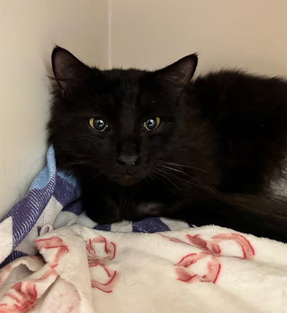 Lawrence - Domestic Short Hair