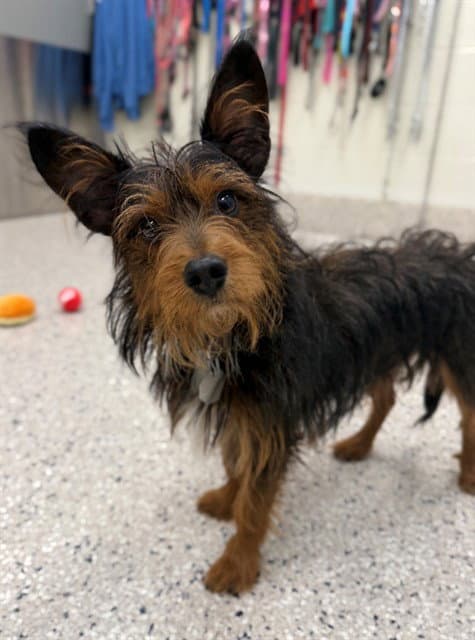 Harlow - Terrier