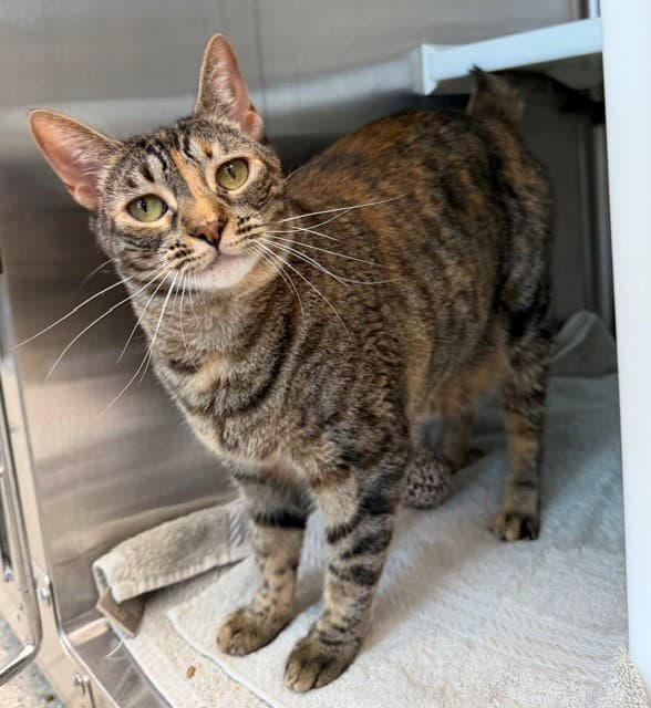 Penny - Domestic Short Hair