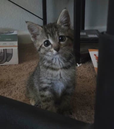 Kelpie - Domestic Short Hair