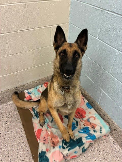 Trinity - Belgian Shepherd Malinois