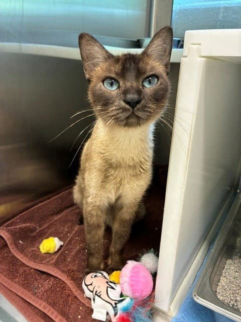 Meredith - Siamese