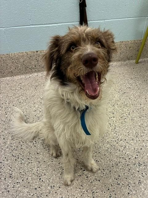 Pancho - German Wirehaired Pointer