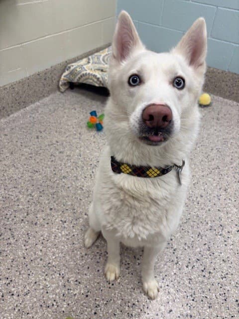 Cloud - Siberian Husky