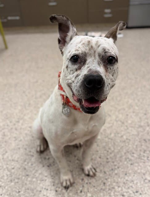 Petunia - American Bulldog