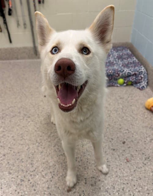 Blu - Siberian Husky
