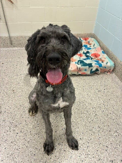 Jester - Poodle (Standard)