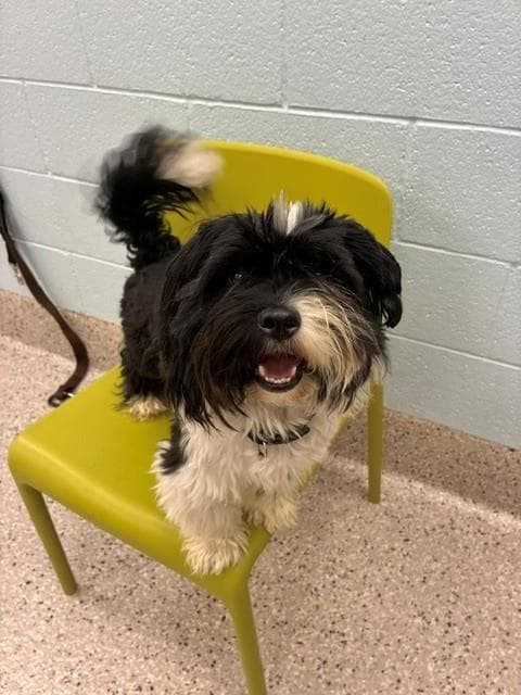 Morris - Shih Tzu