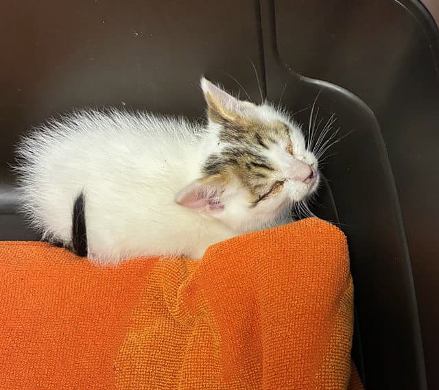 Washington - Domestic Short Hair