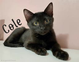 Cole image 1