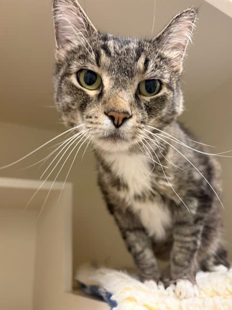 Maurice - Domestic Short Hair