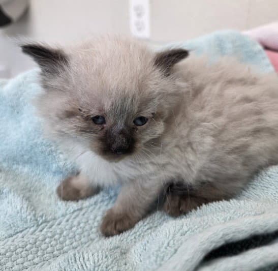 Dumpling - Domestic Long Hair