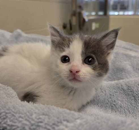 Poppy - Domestic Short Hair