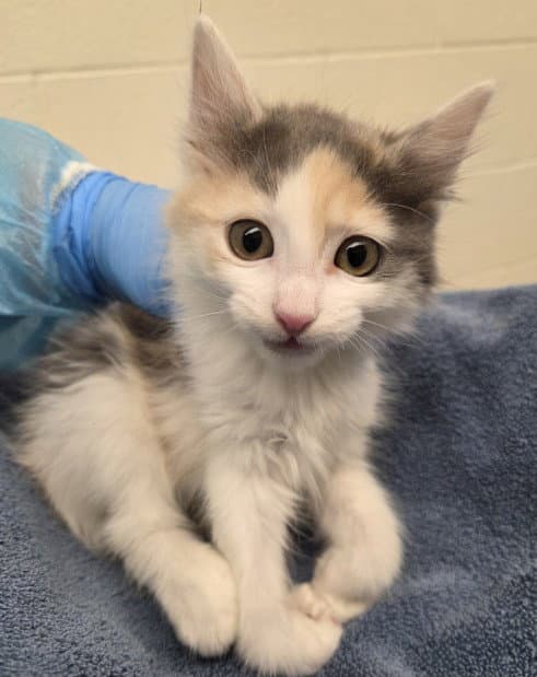 Campfire - Domestic Short Hair