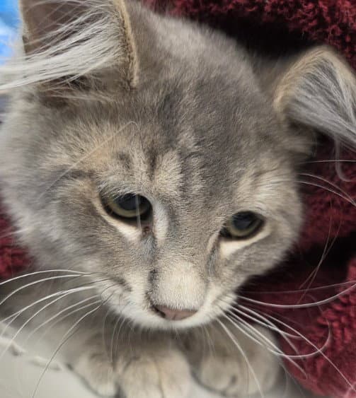Cheddar Cheese - Domestic Long Hair
