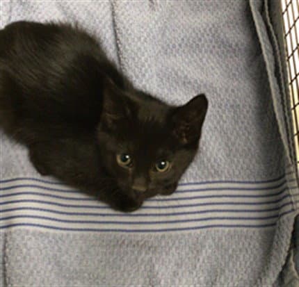 Sprinkles - Domestic Medium Hair