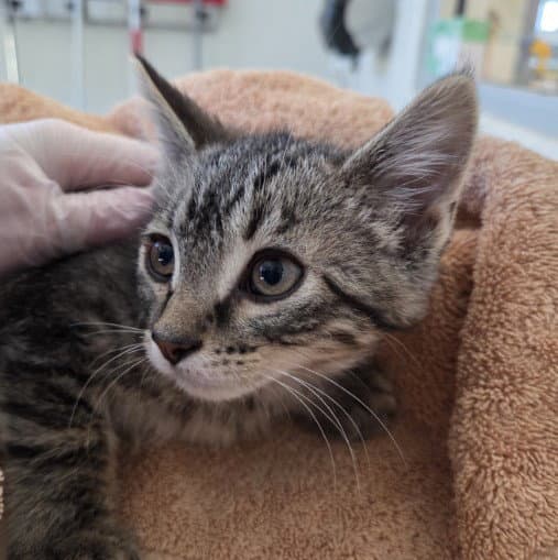 Gelato - Domestic Medium Hair