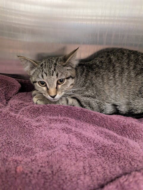 Melon - Domestic Short Hair