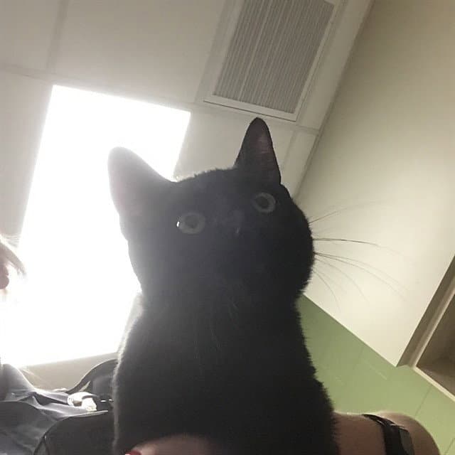 Bumper - Domestic Short Hair