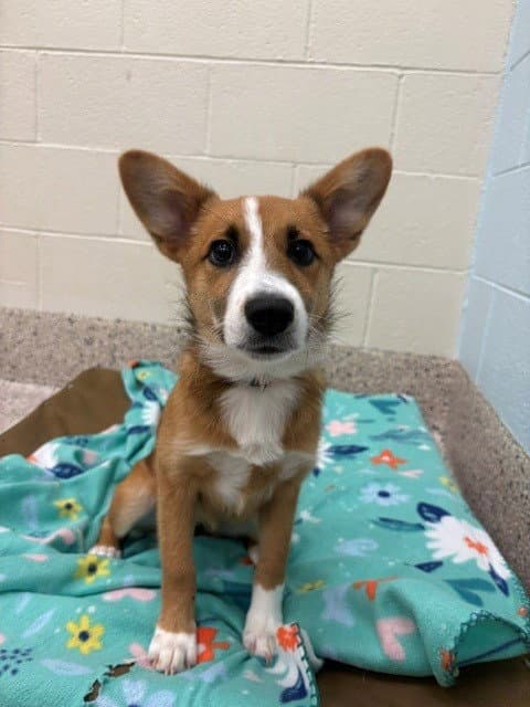 Starla - Cardigan Welsh Corgi