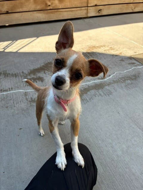 Helen - Chihuahua