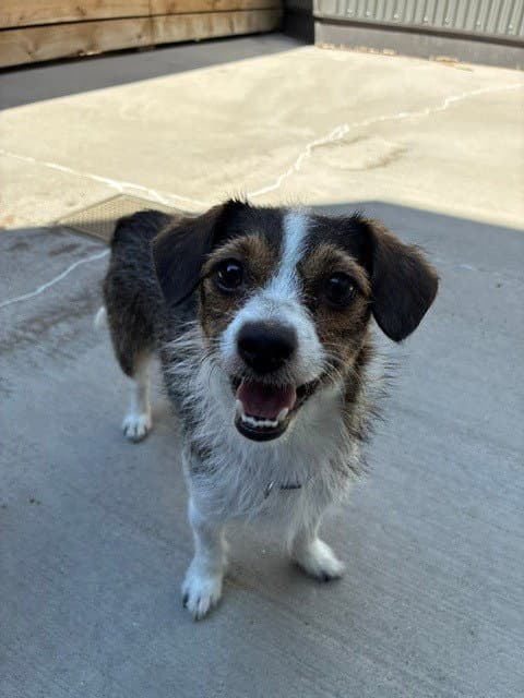 Penelope - Terrier