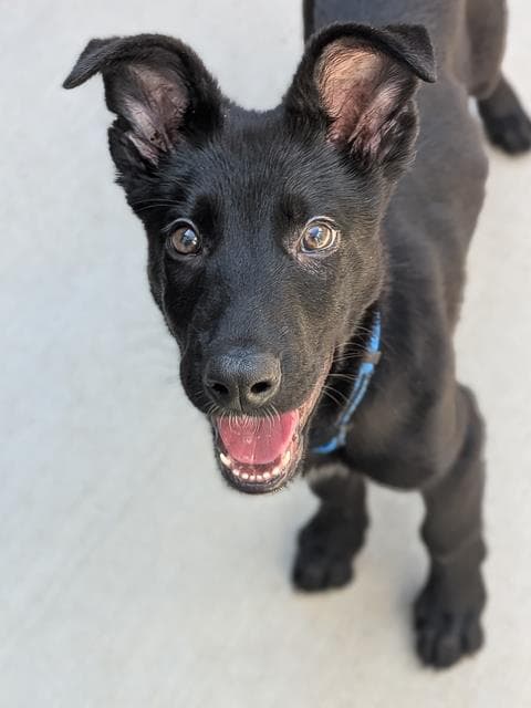 Worm - German Shepherd Dog
