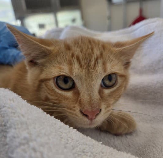Root Beer Float - Domestic Short Hair