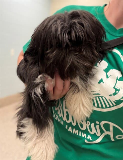 Persephone - Shih Tzu