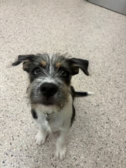 Scruff Mcgruff image 1