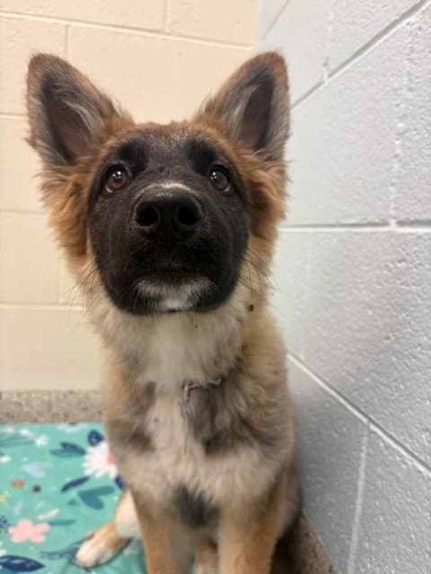Aquarius - German Shepherd Dog