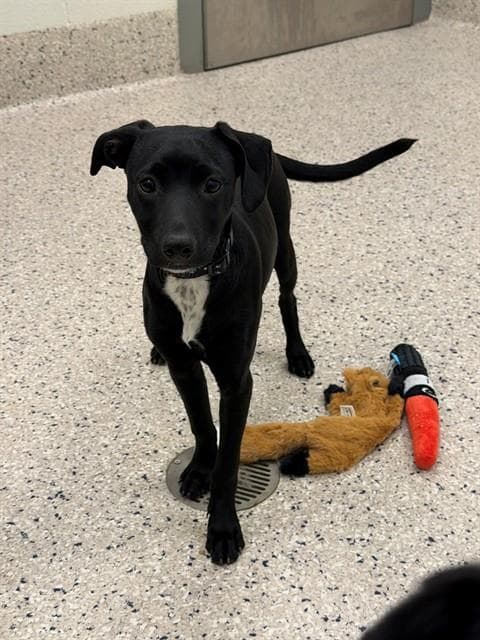 Artemis - Labrador Retriever