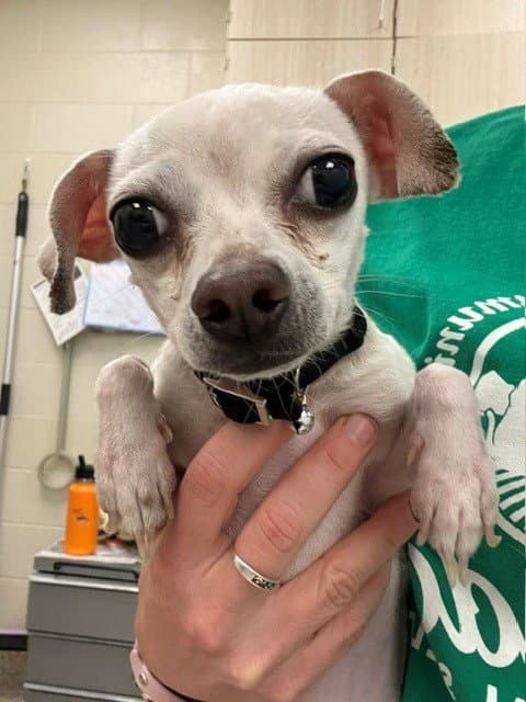 Ruben - Chihuahua
