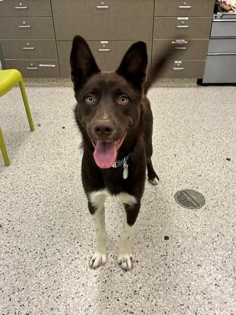 Chocolate - Border Collie