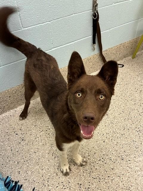 Cappuccino - Border Collie