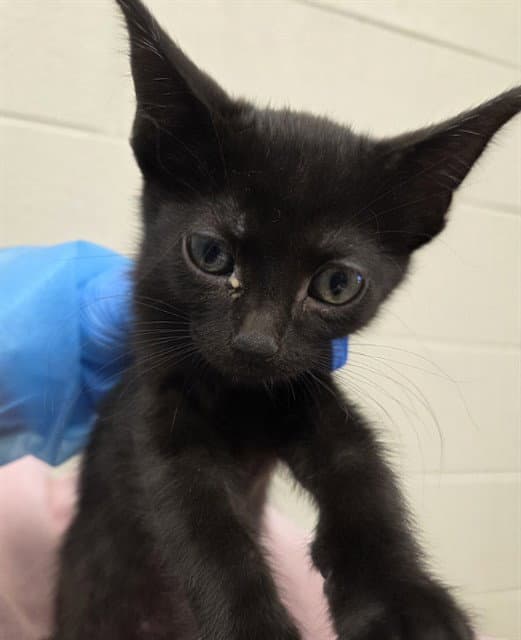 Nessa - Domestic Short Hair