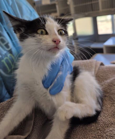 Heffalump - Domestic Short Hair