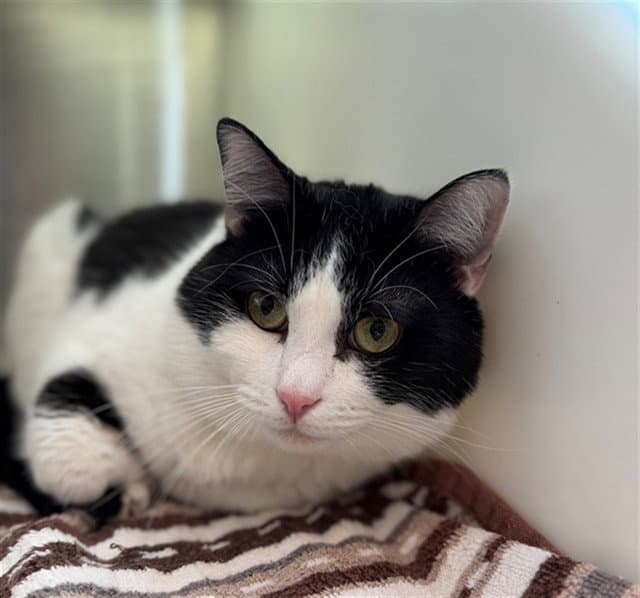 Jax - Domestic Short Hair