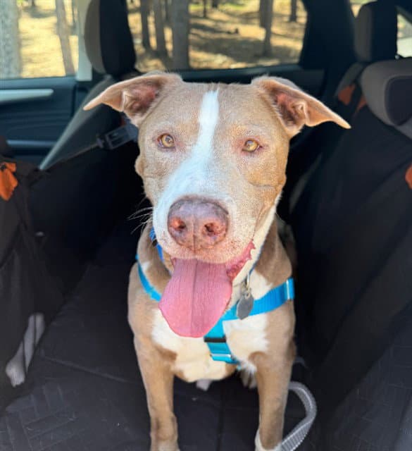 Raiden - American Staffordshire Terrier