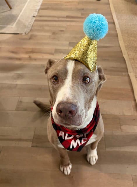 Raiden - American Staffordshire Terrier
