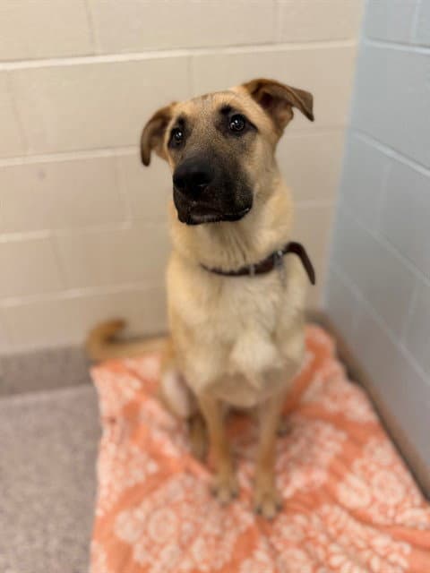 Bishop - Anatolian Shepherd