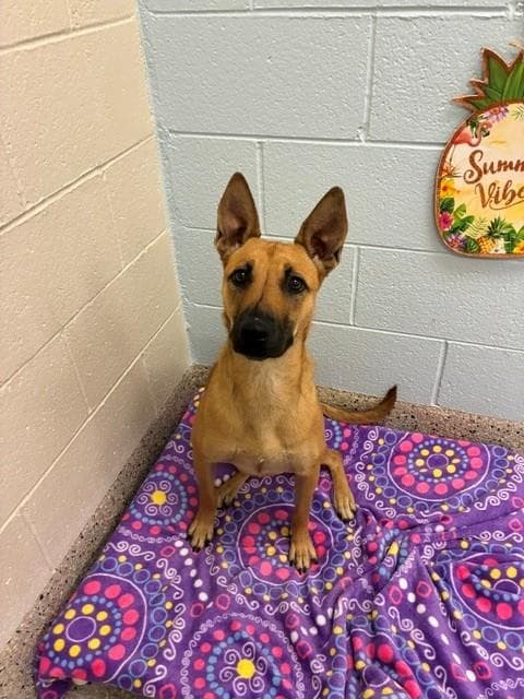 Coco - German Shepherd Dog