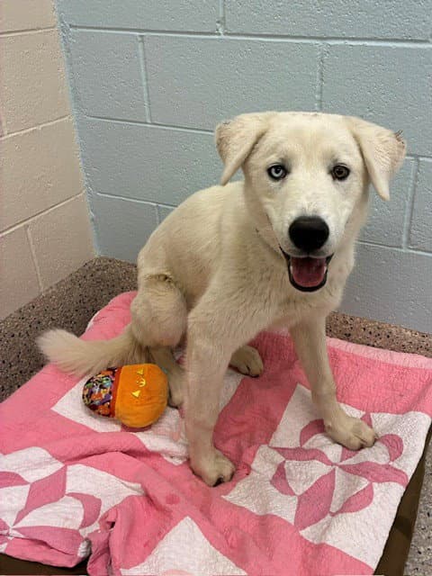 Tanner - Great Pyrenees