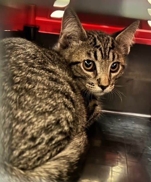 Potato - Domestic Short Hair