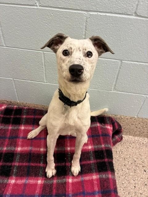 Callie - Catahoula Leopard Dog