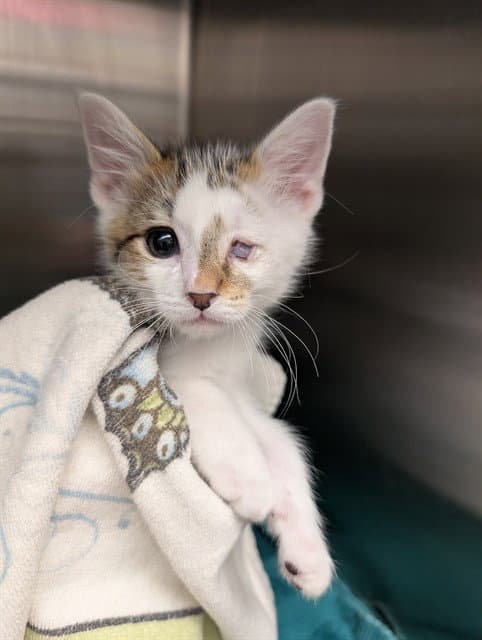 Thurman Merman - Domestic Short Hair