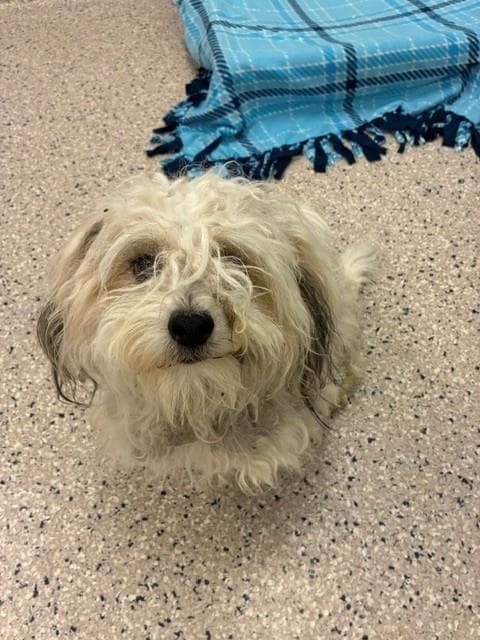 Antinous - Shih Tzu