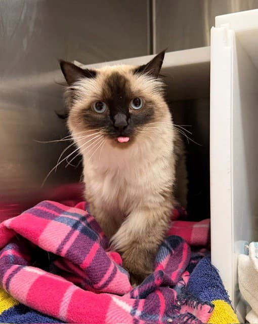 Tika - Ragdoll