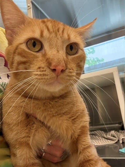 Pretzel - Domestic Short Hair